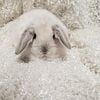 Holland Lop Babies - super sweet