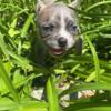 Male French Bulldog Puppy