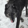Wolfdog upper mid