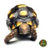 CB 4-5" Brazilian Cherry Head Tortoise (Chelonoidis carbonarius)