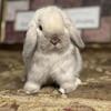Holland lop baby bunnies