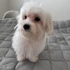 Maltese 5 month