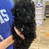 CKC Registered Toy Poodle