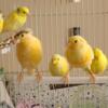 Yellow and Mosaic Canaries