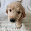 Goldador puppies (golden retreiver/lab) ready 8/20/24