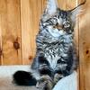 Maine Coon Male Kitten (Parker 226) Available Now in Northwest Ohio