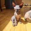 Sphynx Kitten