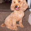 500 Male miniature golden doodle 