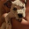 American bulldog / pit bull puppies