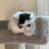 Beautiful Persian Kittens in Maryland