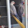 Parejas de Indian Ringnecks