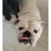 English Bulldog Stud Service