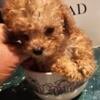 Micro Teacup Toy Poodle