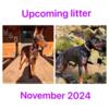 AKC Doberman Pinscher Puppies