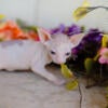 TICA SPHYNX MALE BI-COLORED AVAILABLE IN ILLINOIS