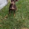 14 WEEK Male MIN PIN PUPPY