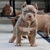 Male American Bully Pups