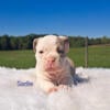 OLDE ENGLISH BULLDOGS for sale in ohio