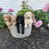 Beautiful Goldendoodle puppies