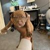 Red nose pitbull pups OFRN 