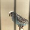 Parakeet