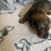 Mini female dachshund for sale