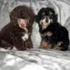 Chocolate phantom. And phantom  toy poodle male brothers