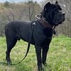 Cane Corso puppies add us on IG @whip.citycc