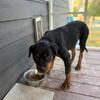 AKC Registered Rottweiler Puppies