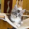 NewElite Maine coon kitten from Europe with excellent pedigree, male. EZ Garry