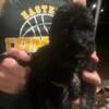 F1B Aussiedoodle-female PRICE REDUCED 