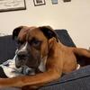 3 year old male boxer