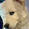 Adorable Husky Puppies