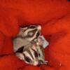 Male and female sugar glider pair