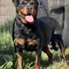 Rottweiler Female Adult