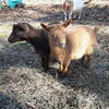 Nigerian dwarf doelings, Gloucester VA 23061