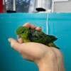 Handfed Lineolated Parakeets 