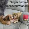 Maltese / Dachshund Mix Female