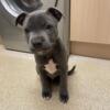 Blue Staffordshire Bull Terrier Puppies for Sale