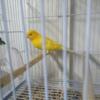 young and healthy canaries for sale 