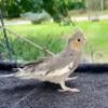 6 month old cockatiels