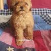 AKC Purebred Toy Poodle Girl