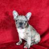 Exotic French Bulldogs  HOUSTON TEXAS