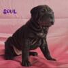 Apex 100%  Chinese Shar-Pei Female Puppies