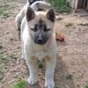 Beautiful Huskita Pup