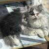 Female BiColor Persian Kitten