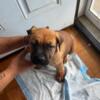 African Boerboel's puppies for Sale