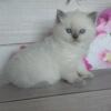 NEW Elite Scottish straight kitten from Europe with excellent pedigree, female. Dolly