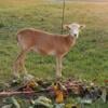 Rocky Mountain hybrid ewe lamb