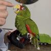 White Fronted Amazon Parrot